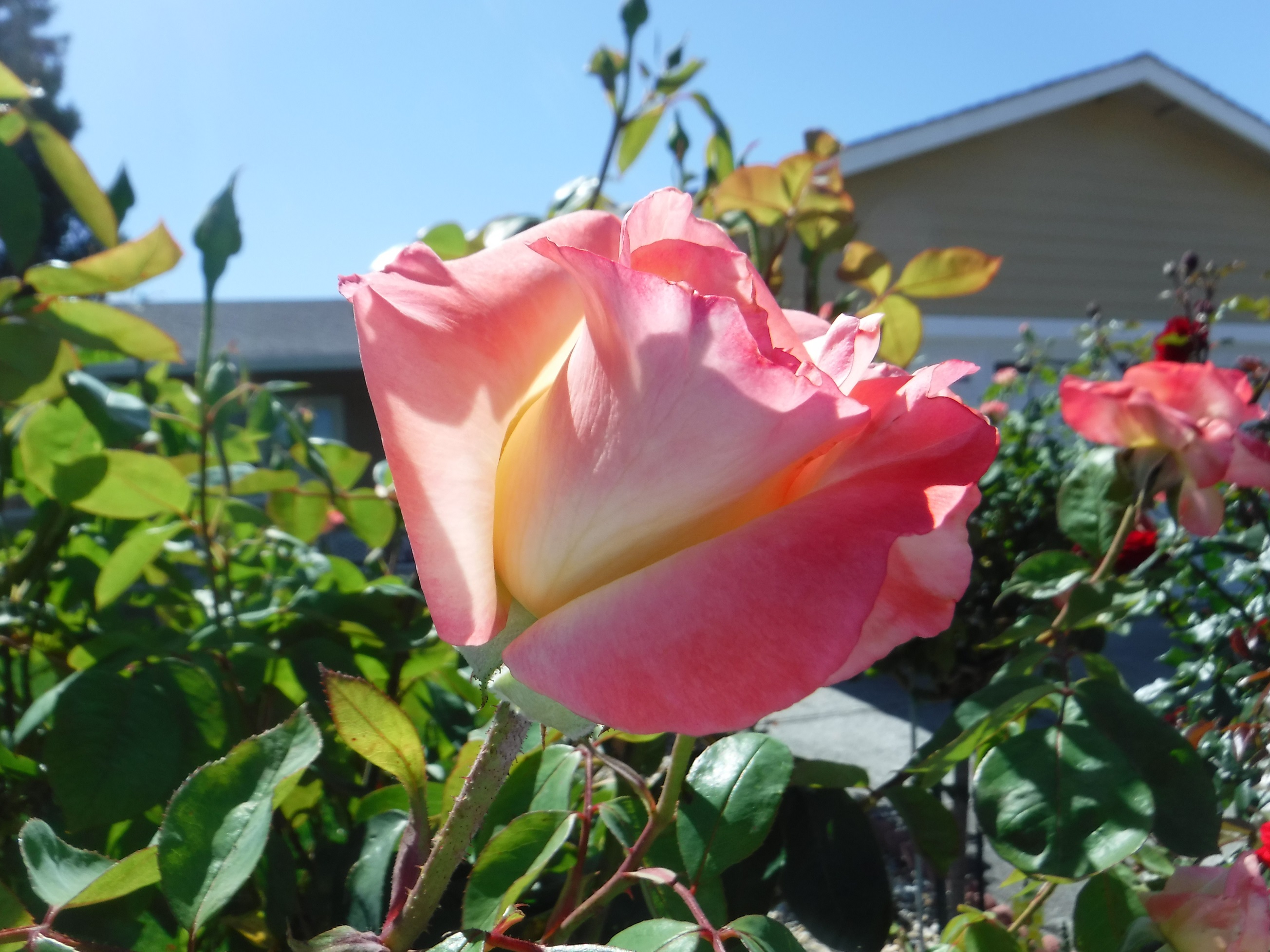 Photo taken by me 6-30-18 Photo taken by me 6-30-18