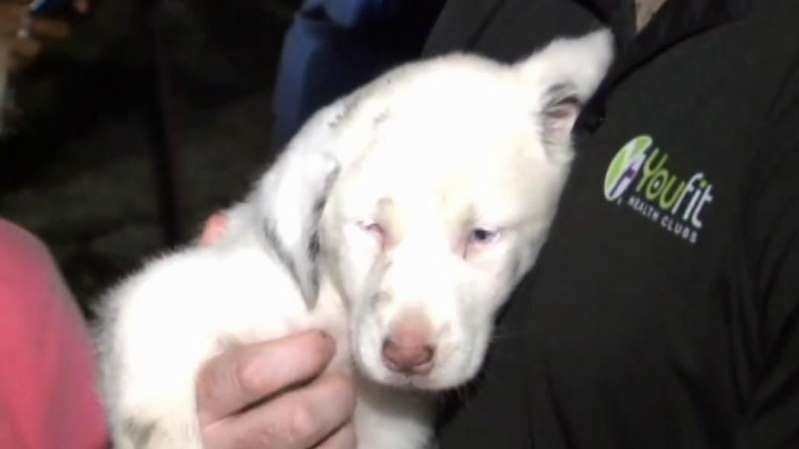 Toffee the puppy rescued from a tough spot in Alabama Toffee the puppy rescued from a tough spot in Alabama