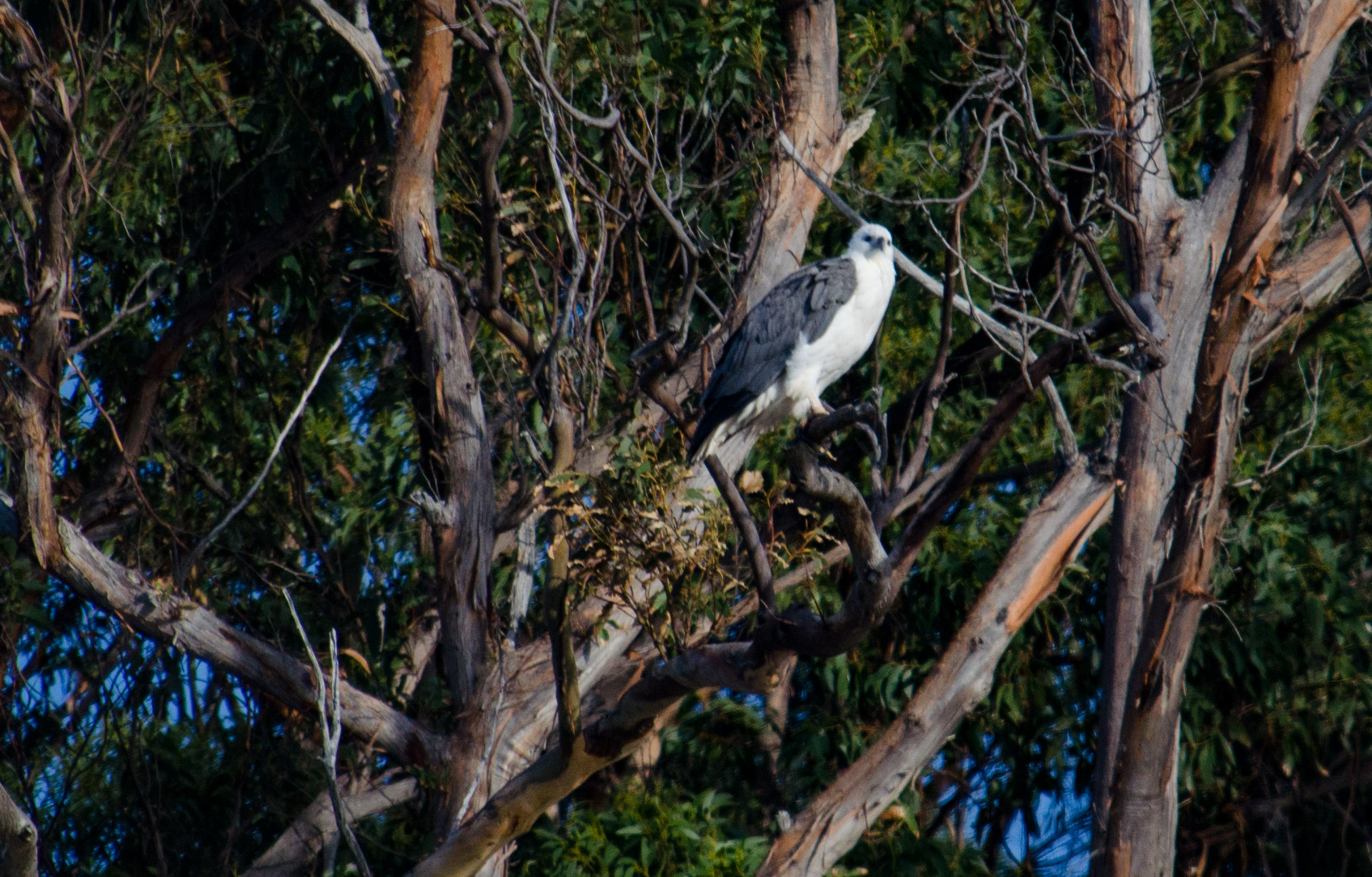 White-breasted sea eagle, Port Arthur, Tasmania White-breasted sea eagle, Port Arthur, Tasmania