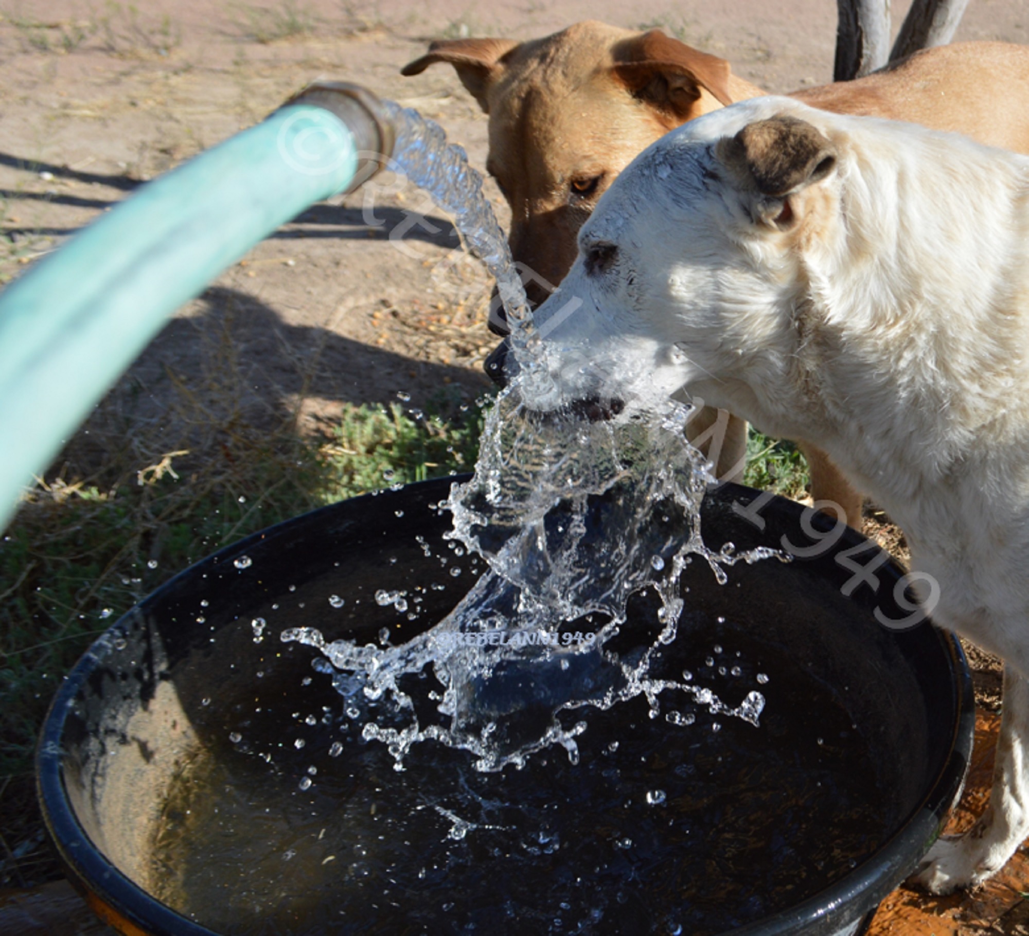 Mykey, the white dog, was 11 years old and still loved to attack running water from the hose, I took this shot with a Nikon. Mykey, the white dog, was 11 years old and still loved to attack running water from the hose, I took this shot with a Nikon.