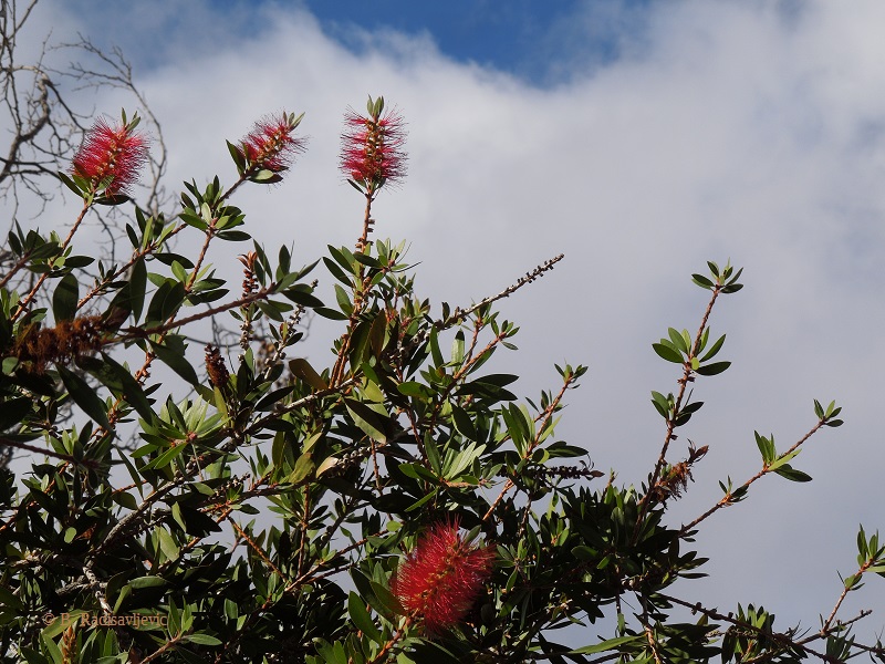 Bottlebrush Flowers