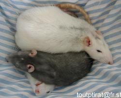 Rats - Rats are über cute.