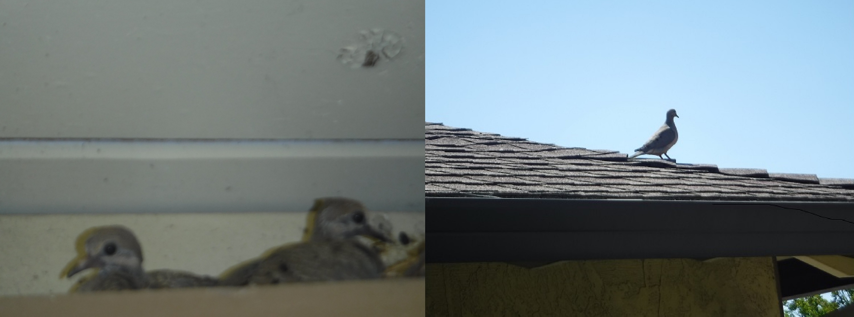 Collage of sorts I made with photo of baby doves and Mom or Dad dove on the garage roof Collage of sorts I made with photo of baby doves and Mom or Dad dove on the garage roof