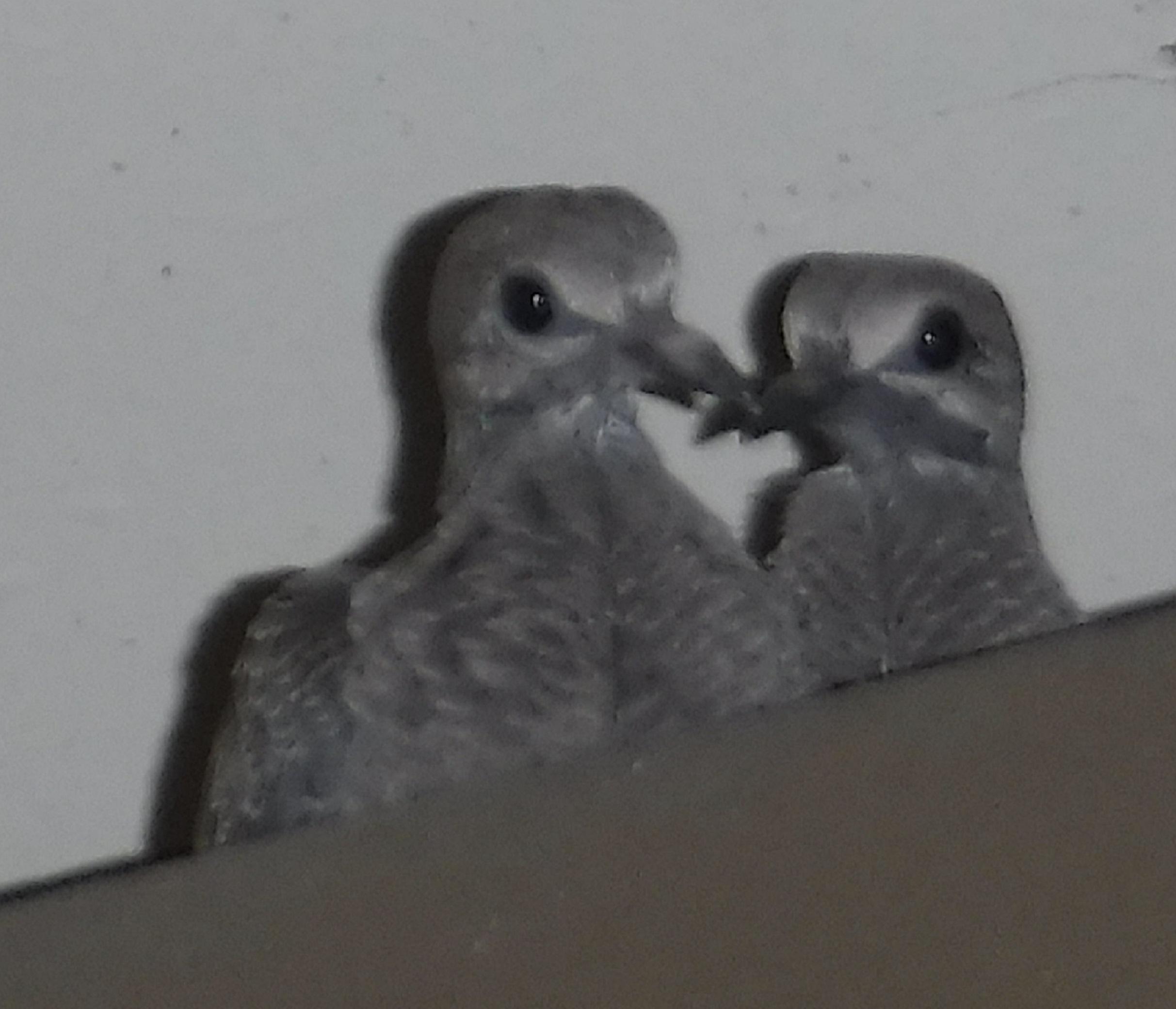 Last photo I took of the dove babies for the evening, 7-5-18