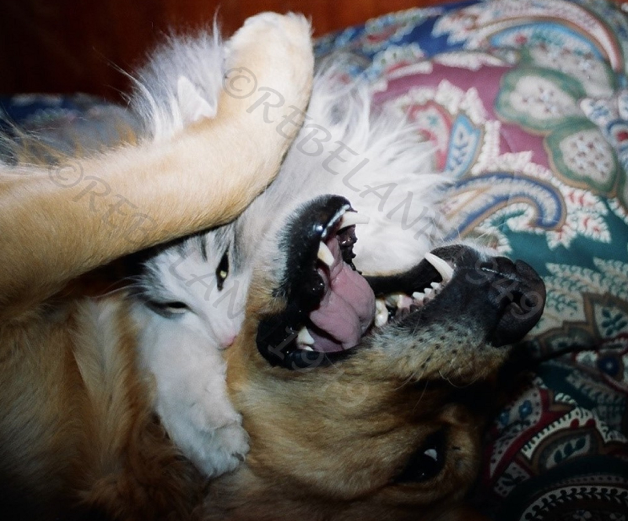 Gracie is losing the fight, Spunky had her by the throat ... I took this with a 35mm Nikon in the early 1990s