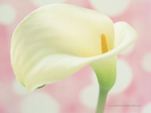 flowers - flowers