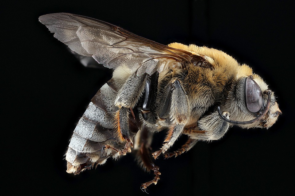 Always be your real self, and you will never be bitten by any bees! Always be your real self, and you will never be bitten by any bees!