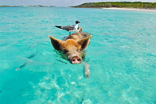 This little swimming pig is not demon possessed