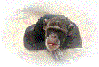 No?Why? - Nodding monkey