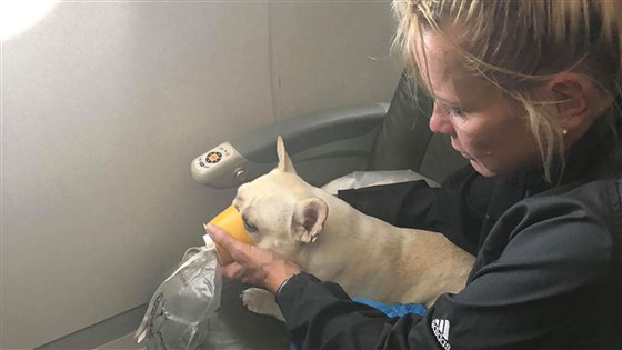 A JetBlue flight attendant gives some medical attention to Darcy a French bulldog A JetBlue flight attendant gives some medical attention to Darcy a French bulldog