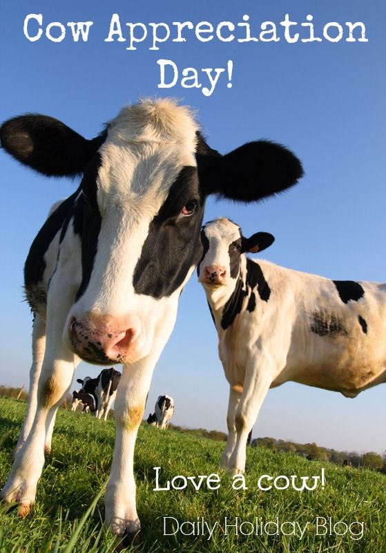 Chick Fil A "Cow Appreciation Day" is a huge hit for the fast food chain. Chick Fil A "Cow Appreciation Day" is a huge hit for the fast food chain.