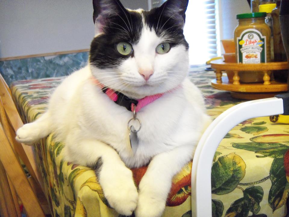 Asia, my very first cat in the USA. Asia, my very first cat in the USA.