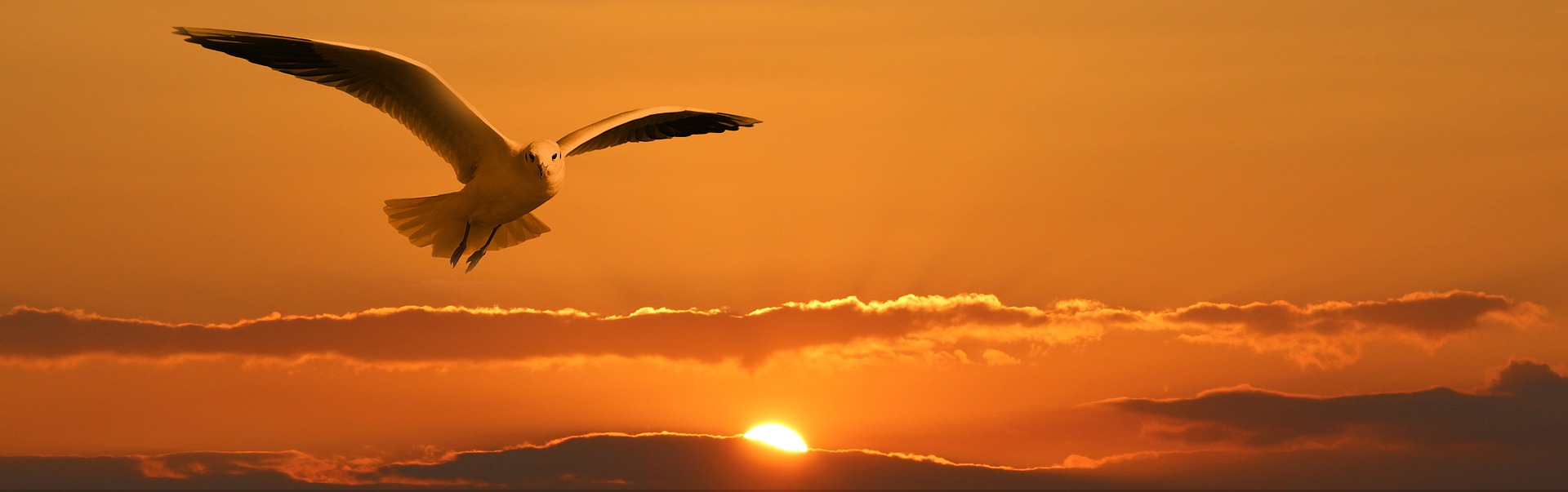 https://pixabay.com/en/gull-bird-fly-orange-sunset-sun-1090835/