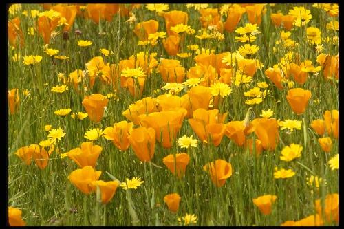 garden - How good is your garden for wildlife? How effective is a pond if you live in the city? Are your flower borders attracting bumblebees? Is your compost heap good for more than just your plants? What are the ingredients for the ultimate...