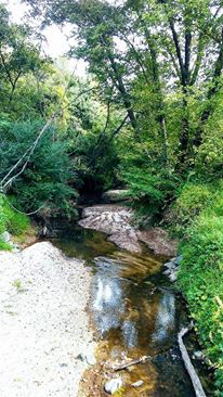 Little Creek near my home.