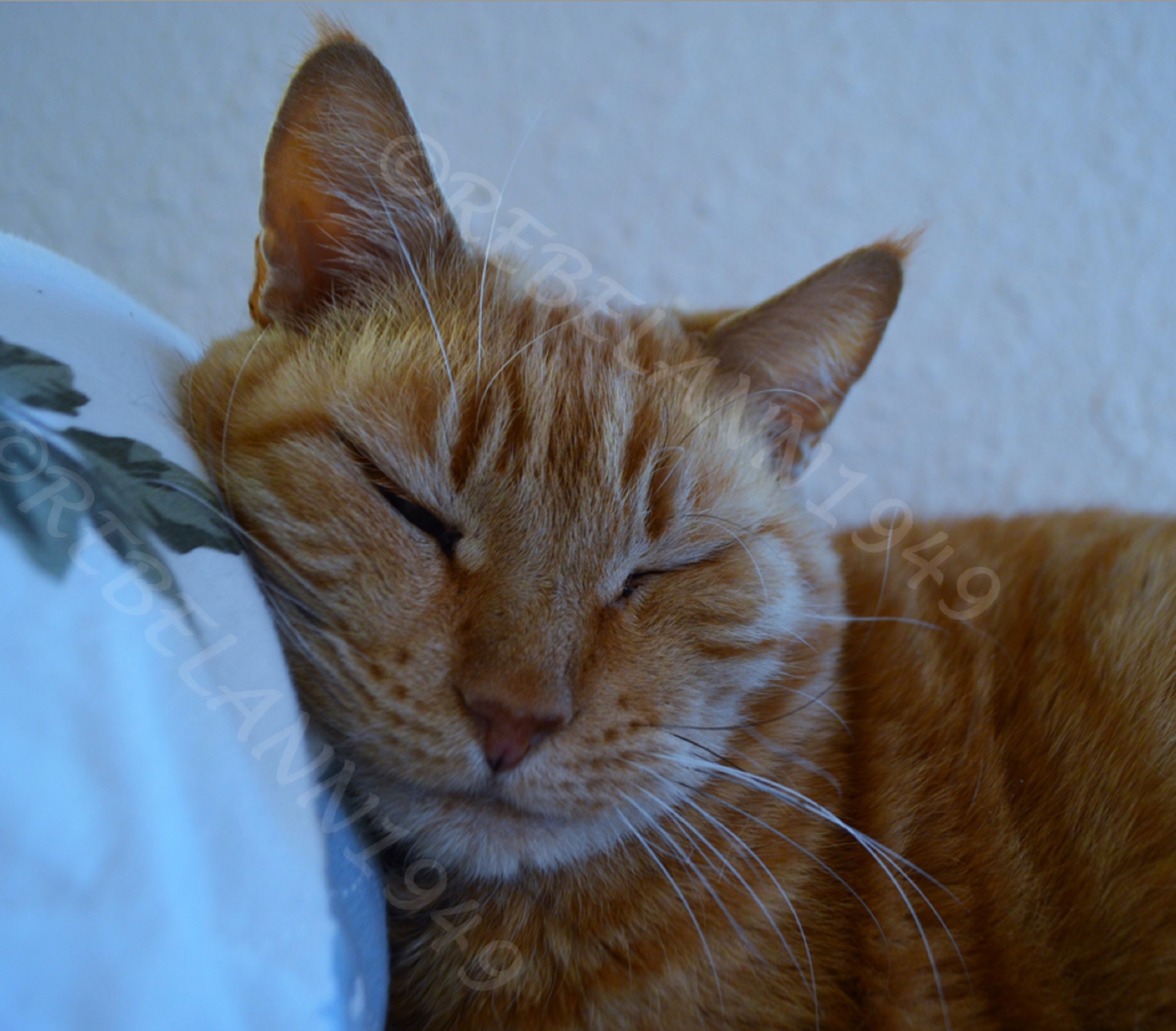 Max back in 2016, he was feeling so good. I took this shot with my digital Nikon. Max back in 2016, he was feeling so good. I took this shot with my digital Nikon.
