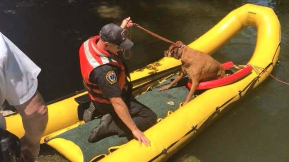 Fairfield Fighters rescue a dog that was stranded in a creek on Tuesday.
