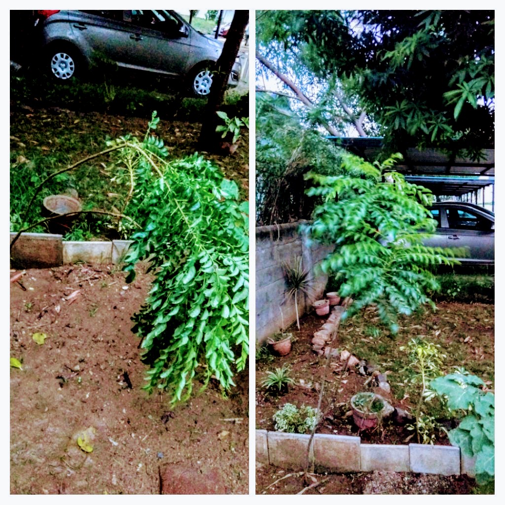 Tree, garden Tree, garden
