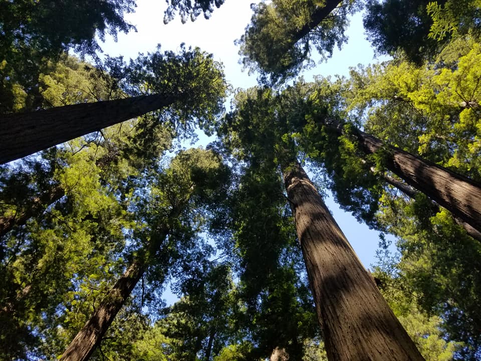 Photo of Giant Redwoods taken by author