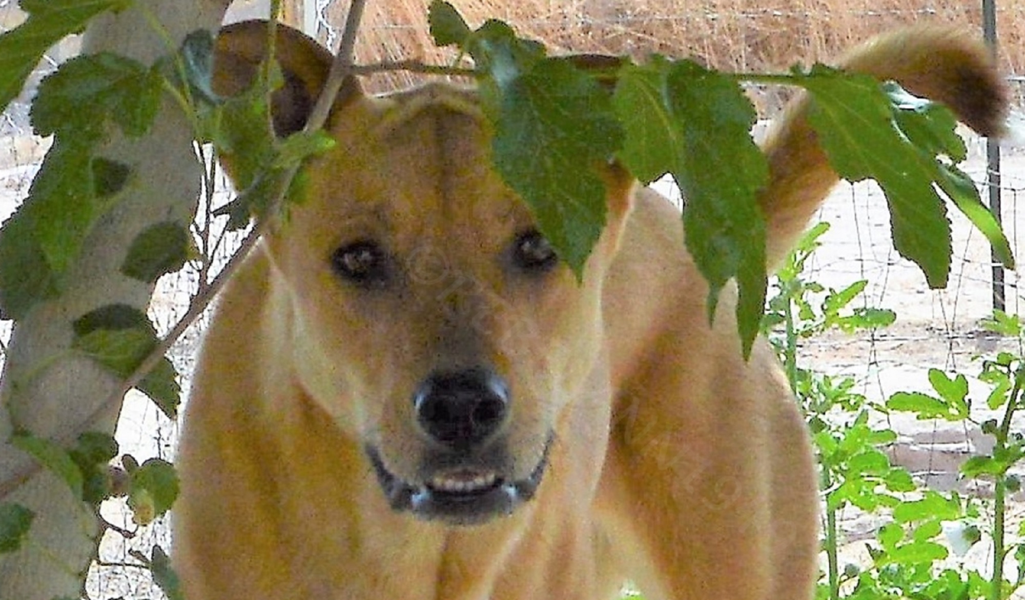That's my sweet Ally a couple years ago smilin at me cuz she want's to play I took this shot with my nikon