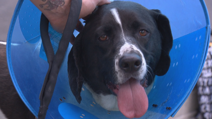 Kush the therapy dog survive an apartment fire on Sunday in Colorado Kush the therapy dog survive an apartment fire on Sunday in Colorado