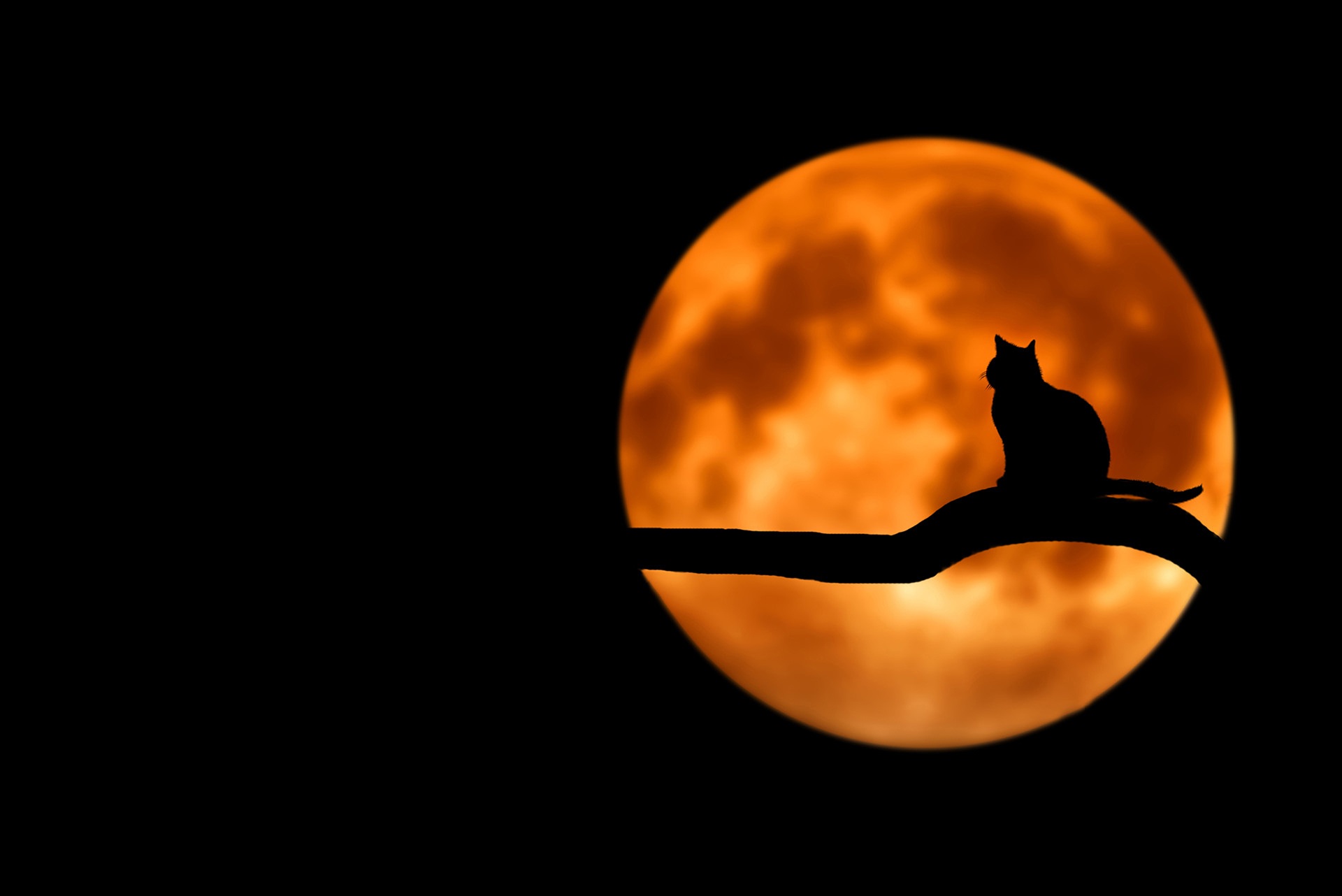https://cdn.pixabay.com/photo/2015/04/23/21/59/tree-736877_960_720.jpg https://cdn.pixabay.com/photo/2015/04/23/21/59/tree-736877_960_720.jpg