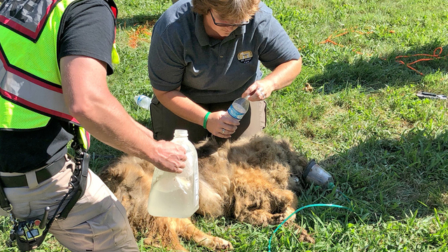 Female Collie Maggie rescued today by the police in Tennessee Female Collie Maggie rescued today by the police in Tennessee