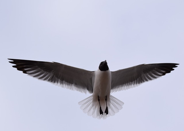 It took 50 tries to capture this gull in a photograph.