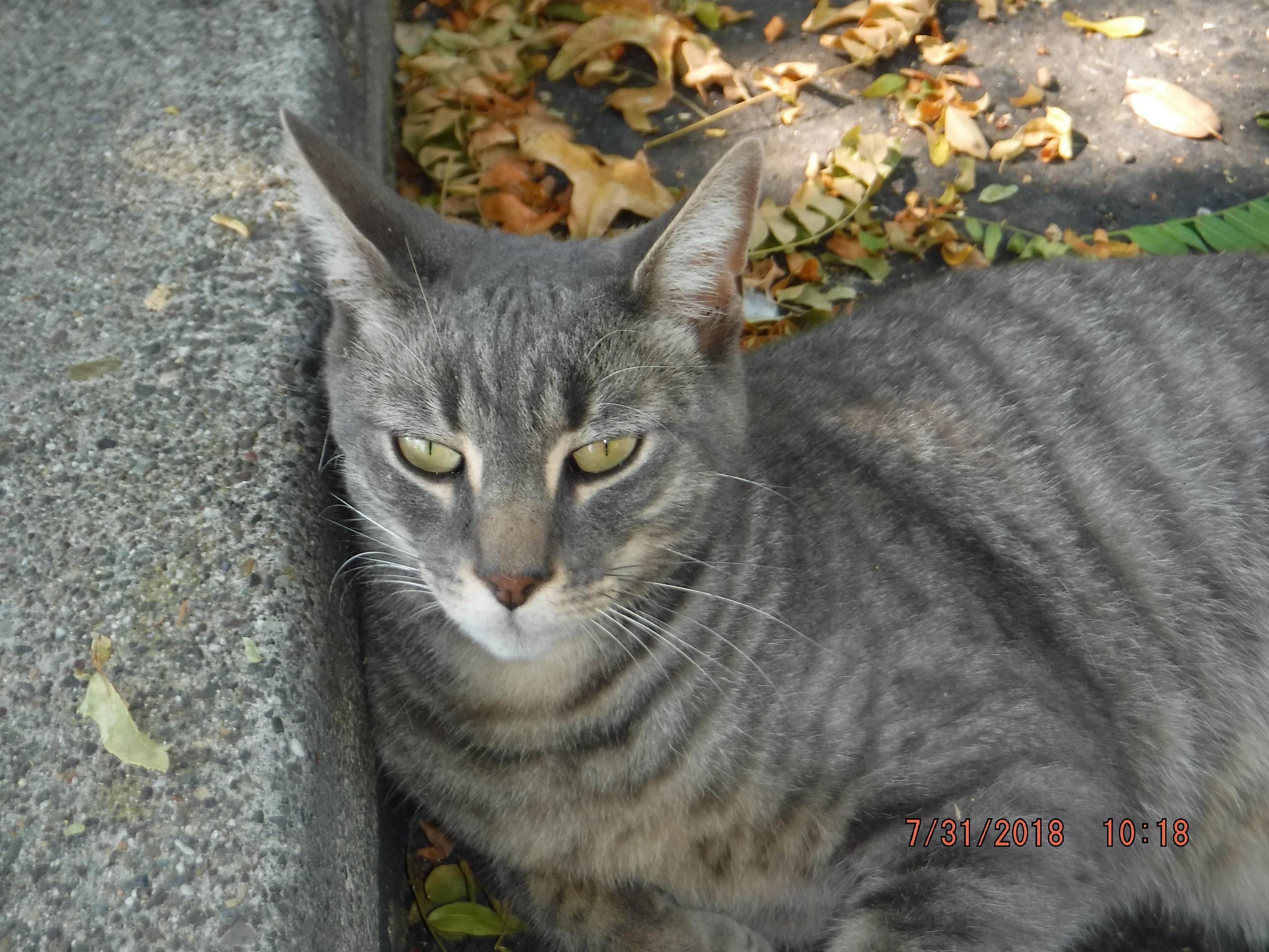 Photo I took of a cat at the parking lot at work Photo I took of a cat at the parking lot at work