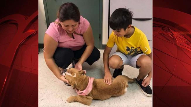 A Fort Worth family reunites with their lost dog after eight months. A Fort Worth family reunites with their lost dog after eight months.
