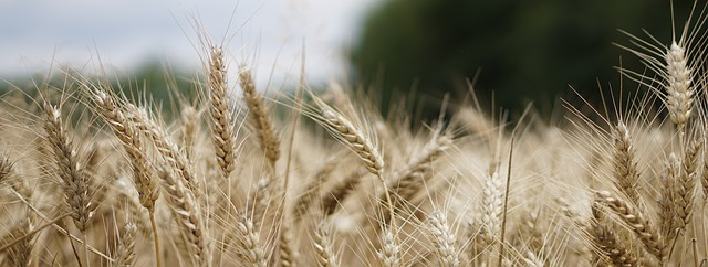 https://cdn.pixabay.com/photo/2017/07/30/13/32/wheat-field-2554356_960_720.jpg
