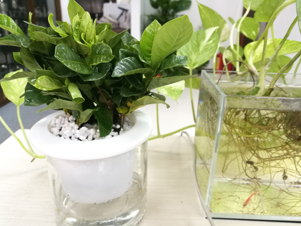 gardenia gardenia
