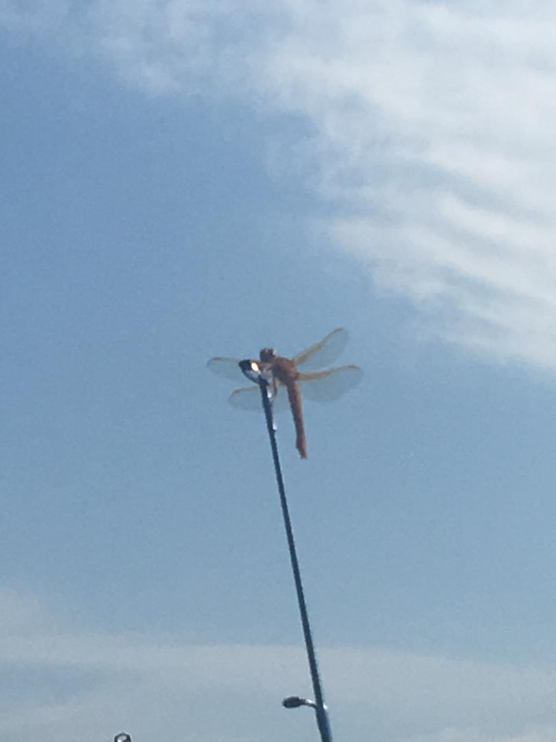 dragonfly dragonfly