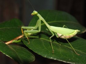 Praying Mantis