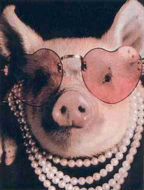 pink piggy - pig