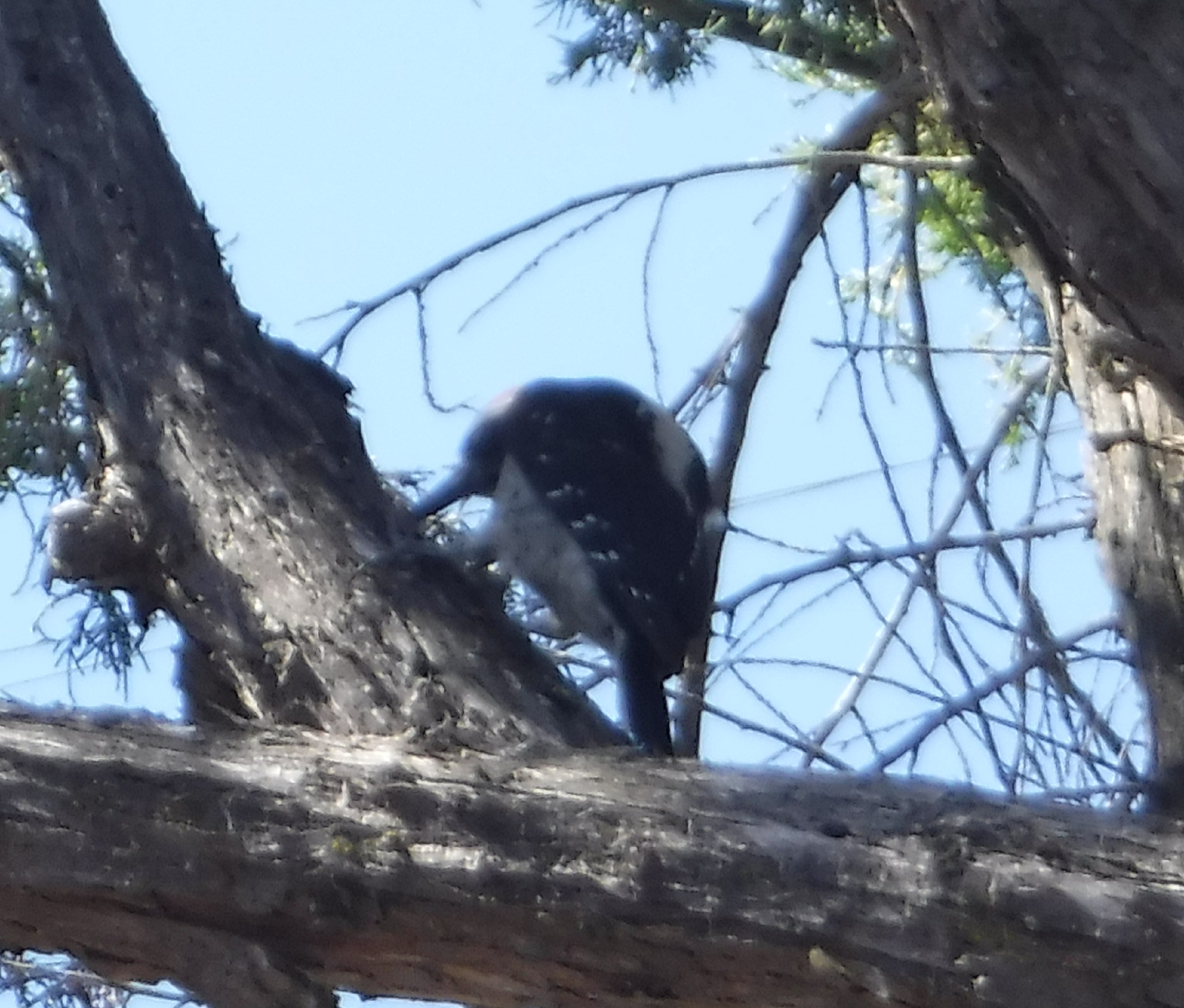 Photo taken by me of a woodpecker in a tree near work