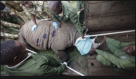 One of the Rhinos being released in a new environment.