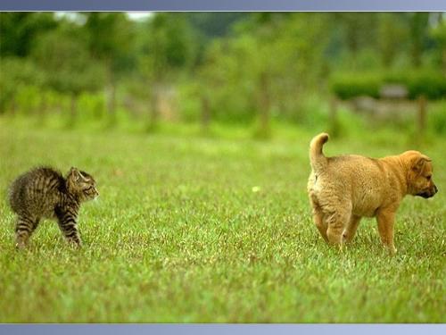 funny animal - animal cat and dog