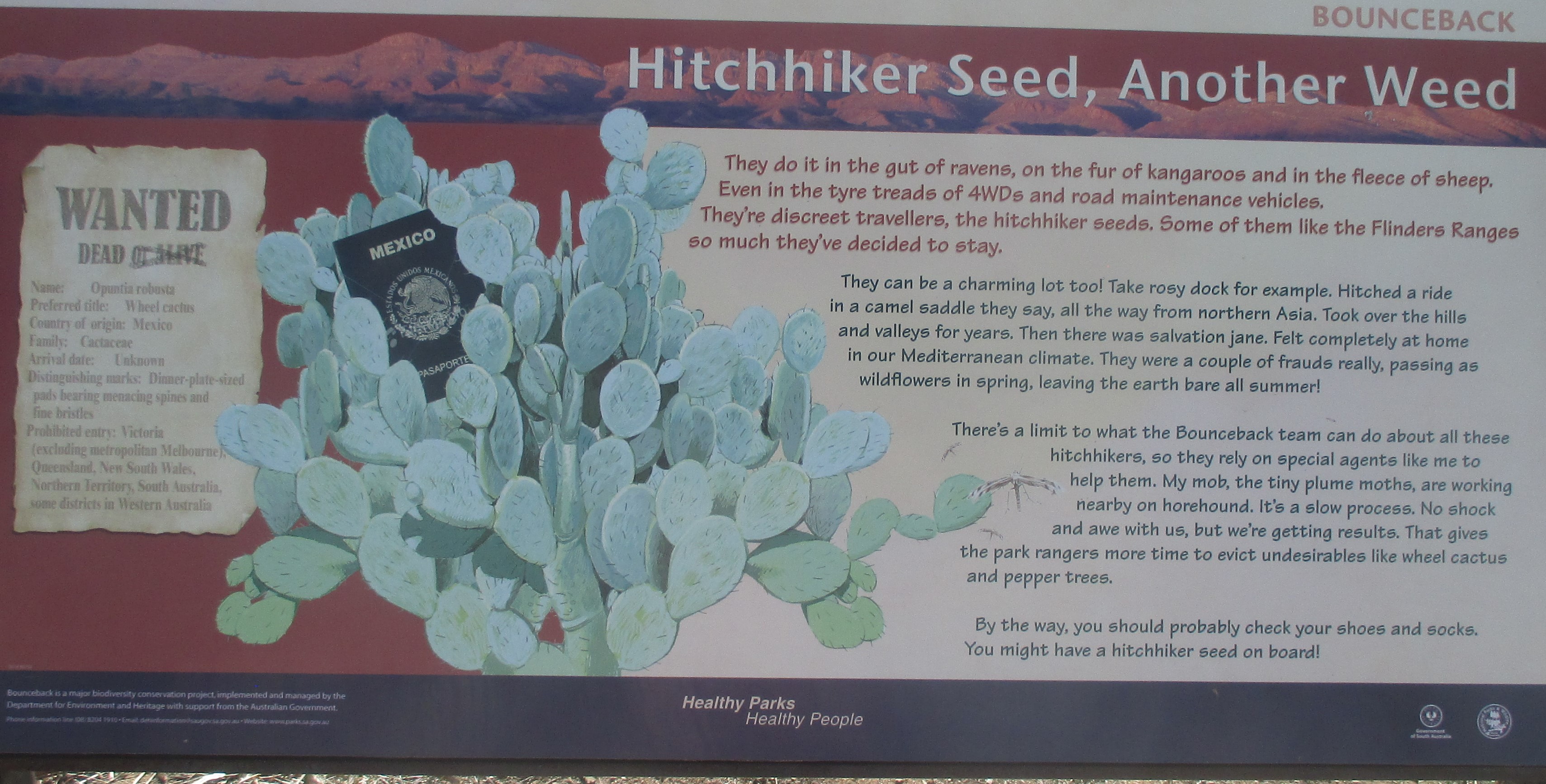 Wheel cactus sign, Flinders Range