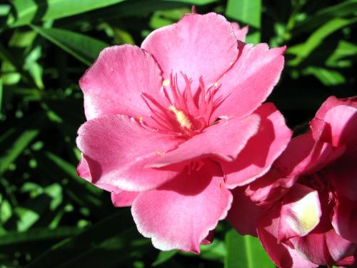 rose - rose