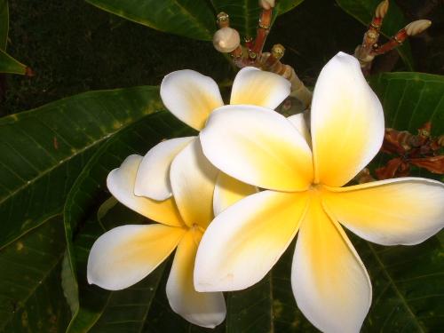 flowers - flowers