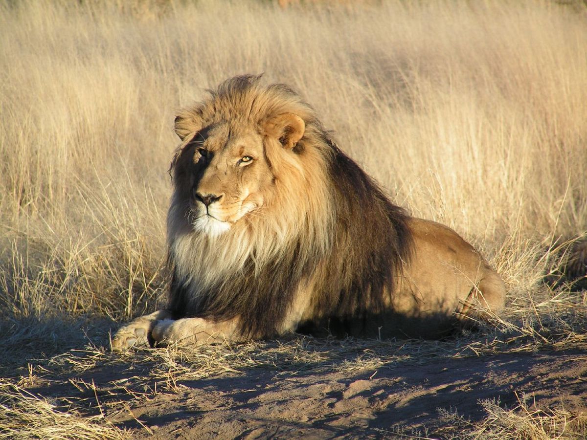 https://upload.wikimedia.org/wikipedia/commons/thumb/7/73/Lion_waiting_in_Namibia.jpg/1200px-Lion_waiting_in_Namibia.jpg