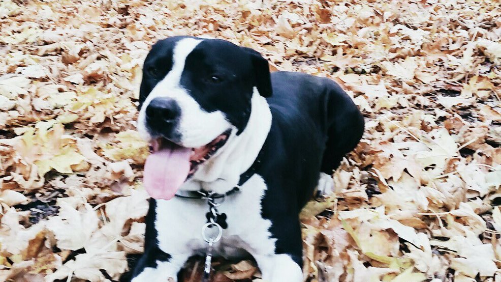 Dante is back with his owner after a week absence. Dante is back with his owner after a week absence.