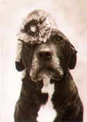 A dog with a hat on - a nice pic of a dog with a hat on