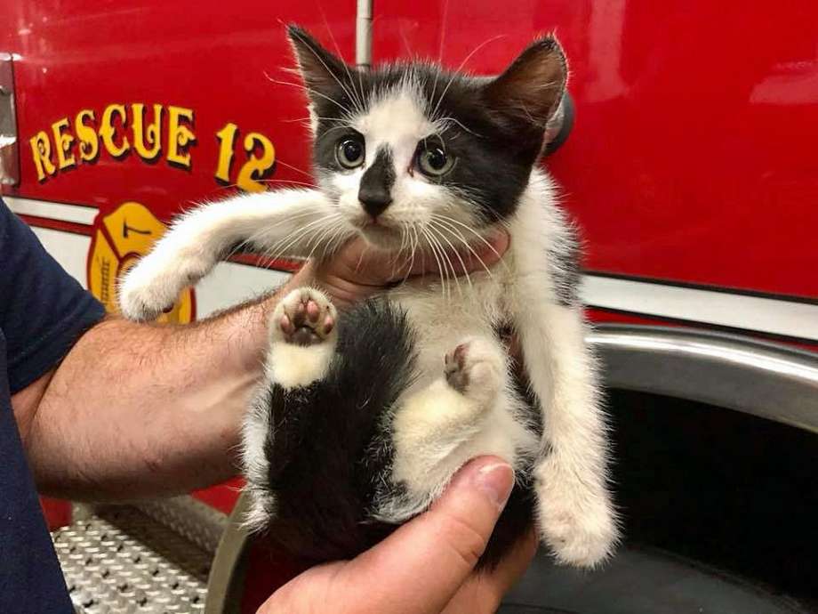 A kitten is rescued by the Seymour Fire Department on Monday evening