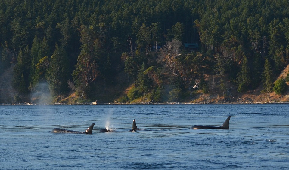 Killer whales. Image Pixaby