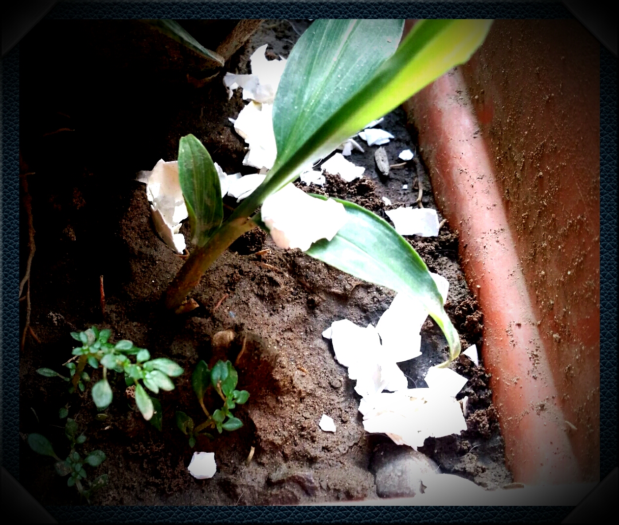 with egg shells  plus the ginger leaves sprouting