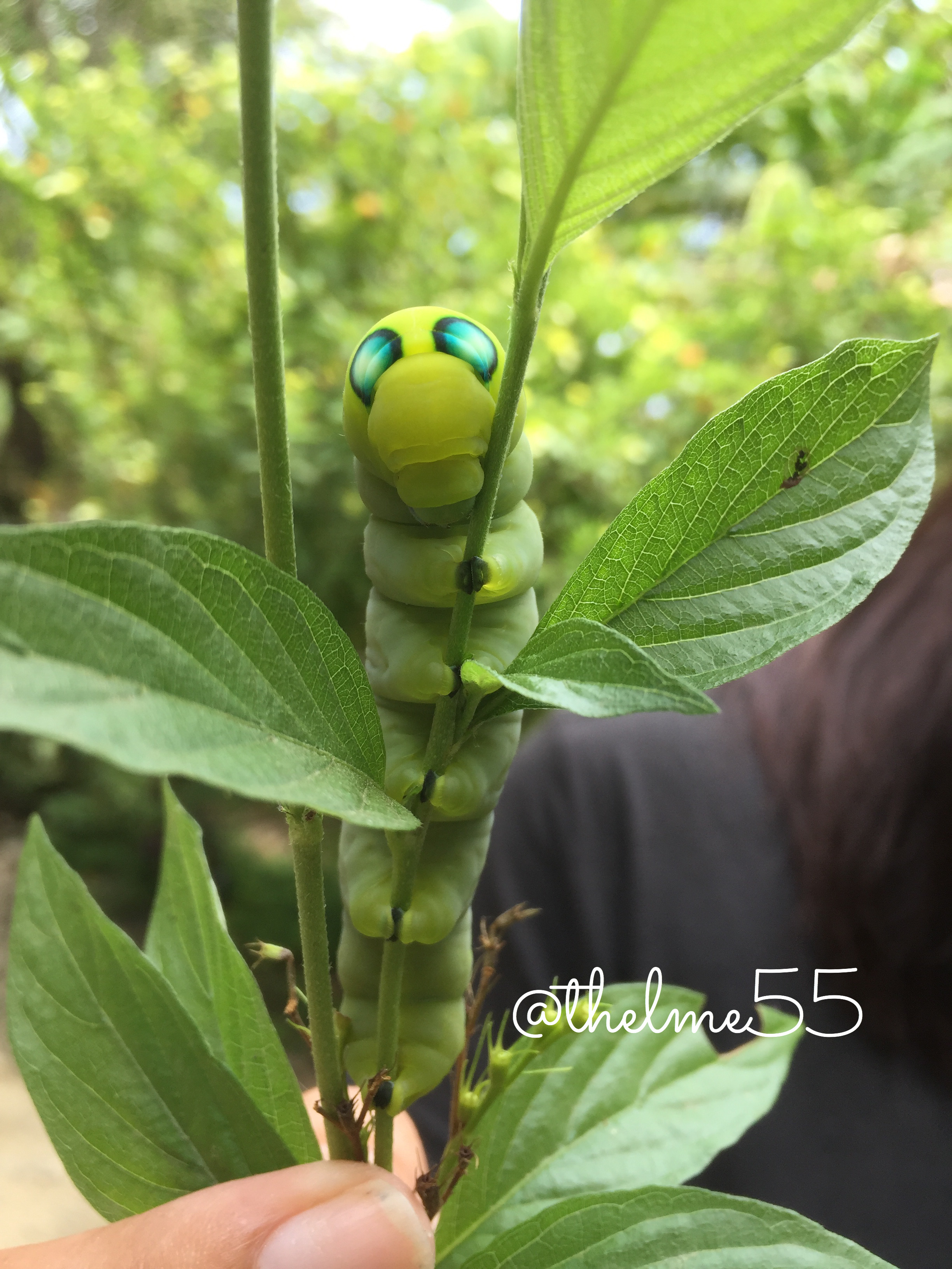 Caterpillar in my mussaenda plant.