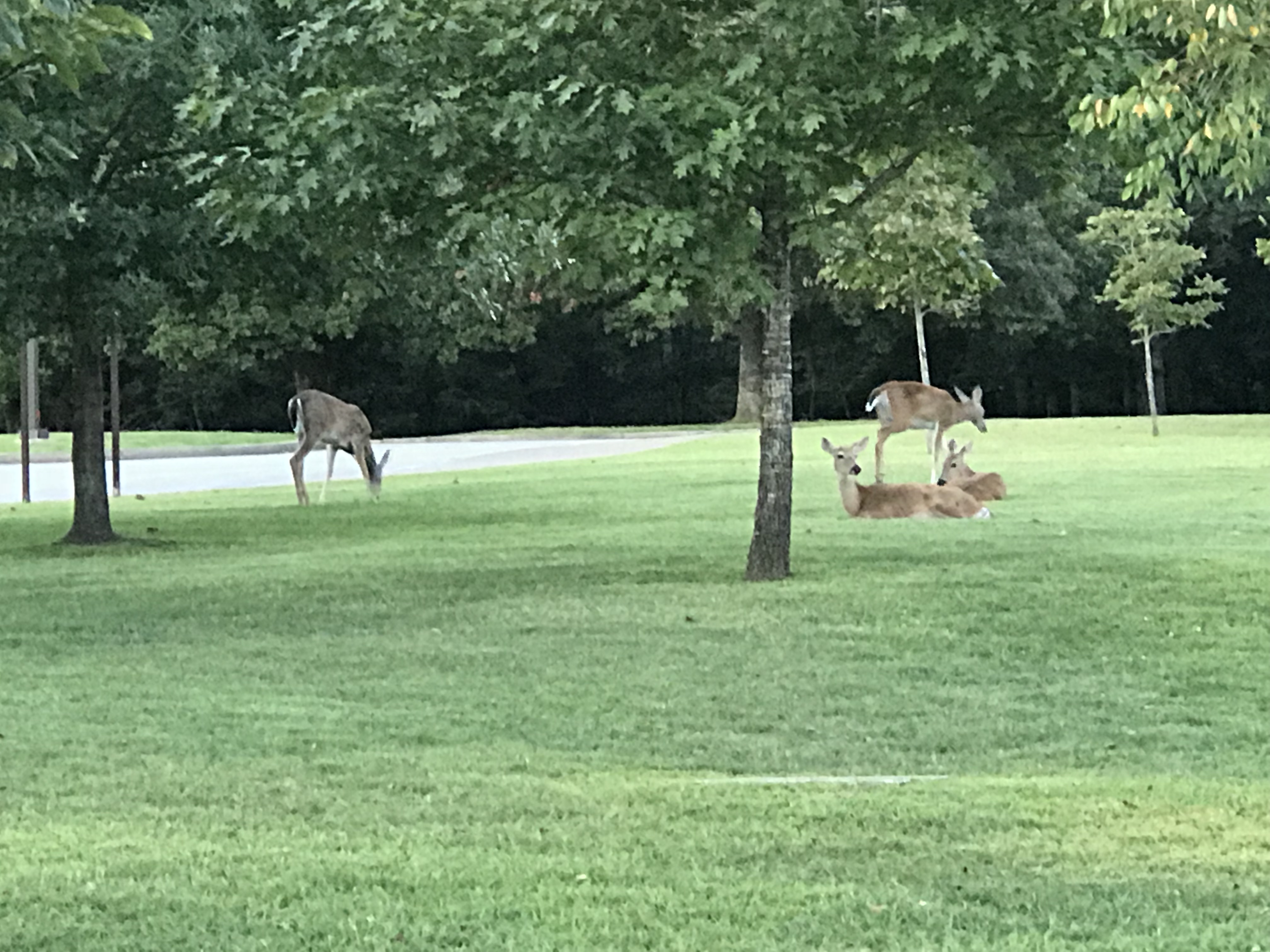 Deer at Mammoth Cave National Park. Photo taken by and the property of FourWalls. Deer at Mammoth Cave National Park. Photo taken by and the property of FourWalls.