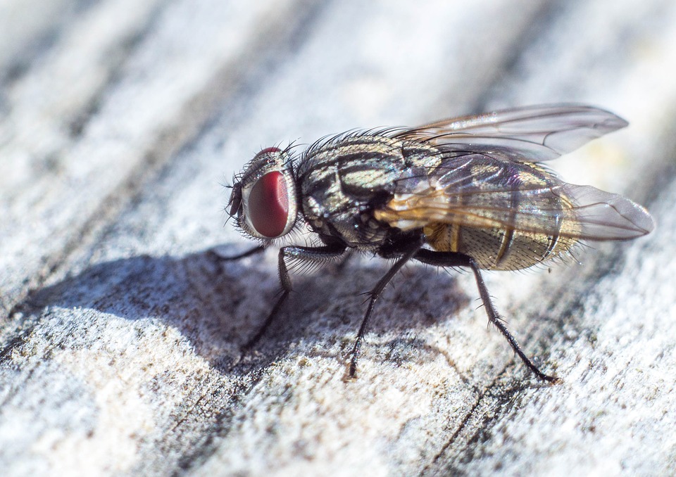 https://pixabay.com/en/fly-close-up-macro-animal-insect-3620349/ https://pixabay.com/en/fly-close-up-macro-animal-insect-3620349/
